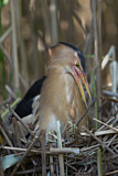 Image. Little Bittern