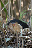 Image. Little Bittern