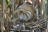 Image. Little Bittern