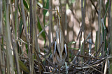 Image. Little Bittern