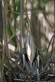 Image. Little Bittern