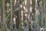 Image. Little Bittern