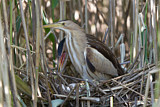 Image. Little Bittern