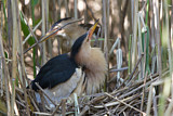 Image. Little Bittern