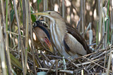 Image. Little Bittern