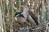 Image. Little Bittern