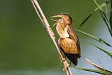 Image. Little Bittern