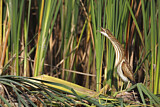 Image. Little Bittern
