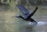 Image. Little Black Cormorant