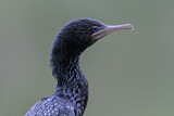 Image. Little Black Cormorant