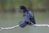 Image. Little Black Cormorant
