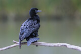 Image. Little Black Cormorant