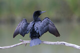 Image. Little Black Cormorant