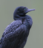 Image. Little Black Cormorant