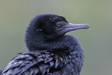 Image. Little Black Cormorant