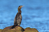Image. Little Black Cormorant