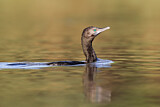 Image. Little Black Cormorant