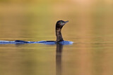 Image. Little Black Cormorant