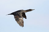 Image. Little Black Cormorant