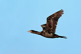 Image. Little Black Cormorant