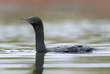 Image. Little Black Cormorant