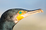 Image. Little Black Cormorant