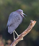 Image. Little Blue Heron