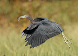 Image. Little Blue Heron