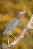 Image. Little Blue Heron