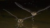 Image. Little Brown Bat