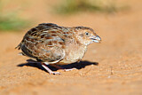 Image. Little Buttonquail