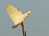 Image. Little Corella