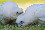 Image. Little Corella