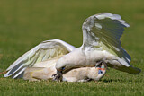 Image. Little Corella