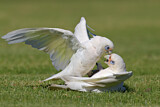 Image. Little Corella