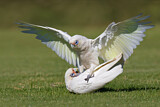 Image. Little Corella