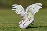 Image. Little Corella