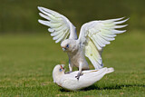 Image. Little Corella
