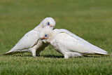 Image. Little Corella