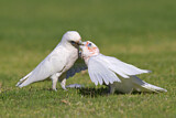 Image. Little Corella
