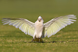 Image. Little Corella