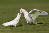 Image. Little Corella