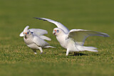 Image. Little Corella