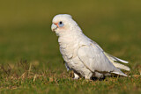 Image. Little Corella
