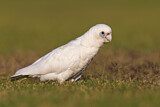 Image. Little Corella