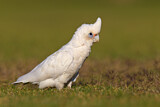 Image. Little Corella