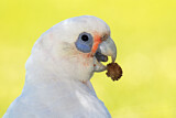 Image. Little Corella
