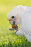 Image. Little Corella