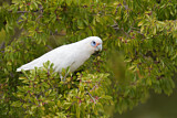 Image. Little Corella