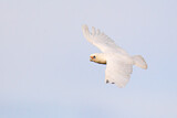 Image. Little Corella
